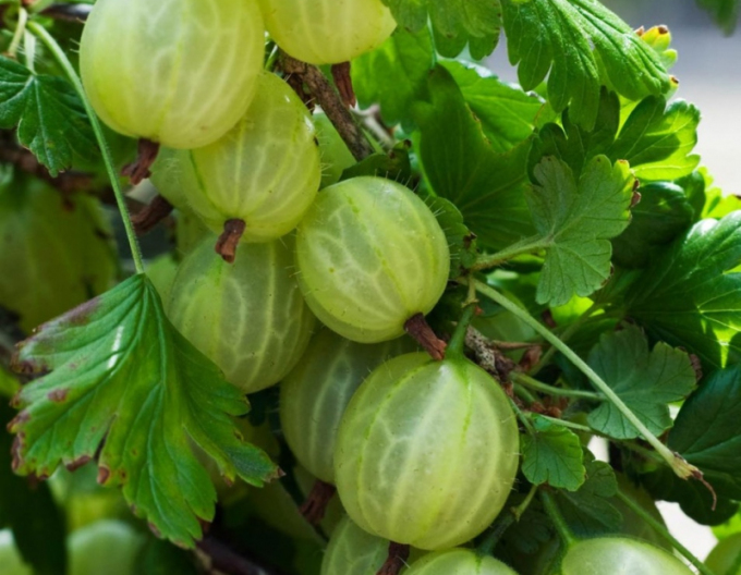 Angrešt bílý ´Mucurines´ Stromkový, kont.5l