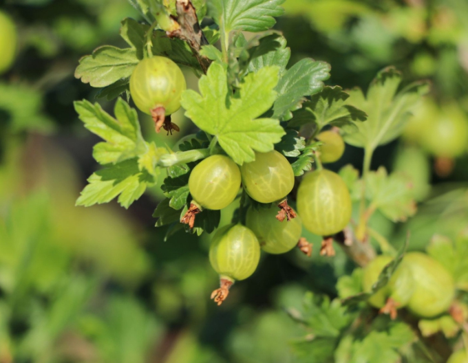 Angrešt bílý ´Mucurines´ Stromkový, kont.5l