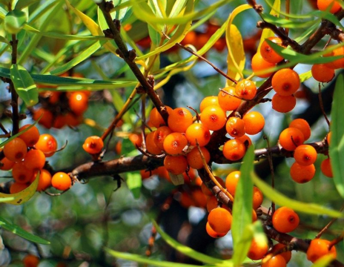 Rakytník samice ´Altajská´