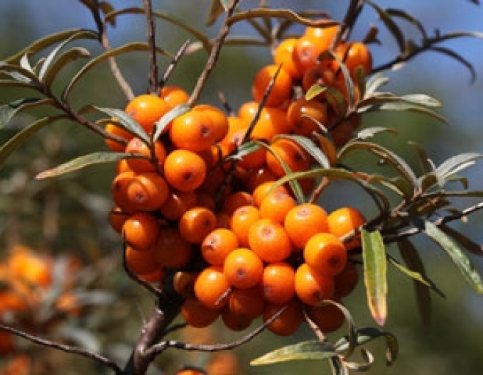 Rakytník samice ´Altajská´