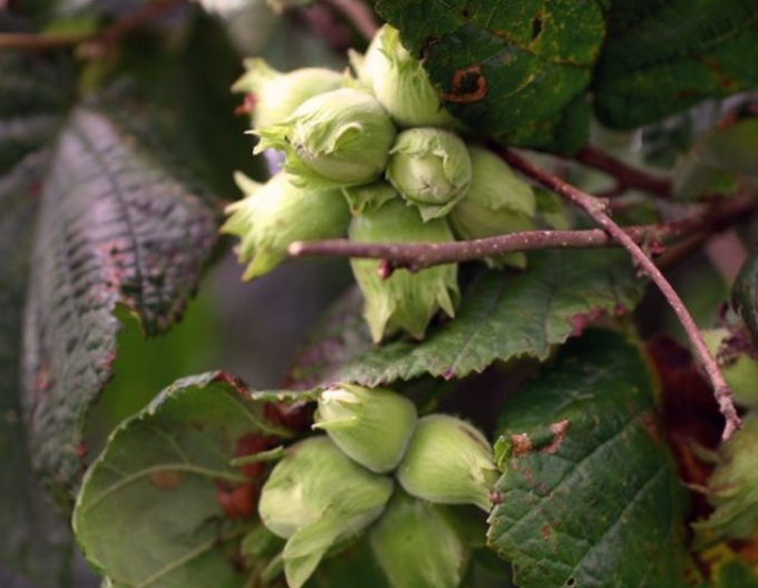 Líska obecná ´Segorbe´