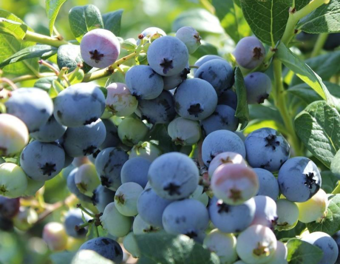 Borůvky Kanada ´Bluegold´ 5L