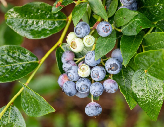 Borůvky Kanada ´Bluegold´ 5L
