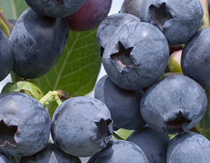 Kanadské borůvky ´Polaris´ 5l