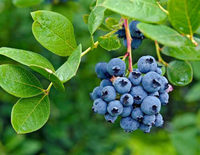 Kanadské borůvky ´Polaris´ 5l