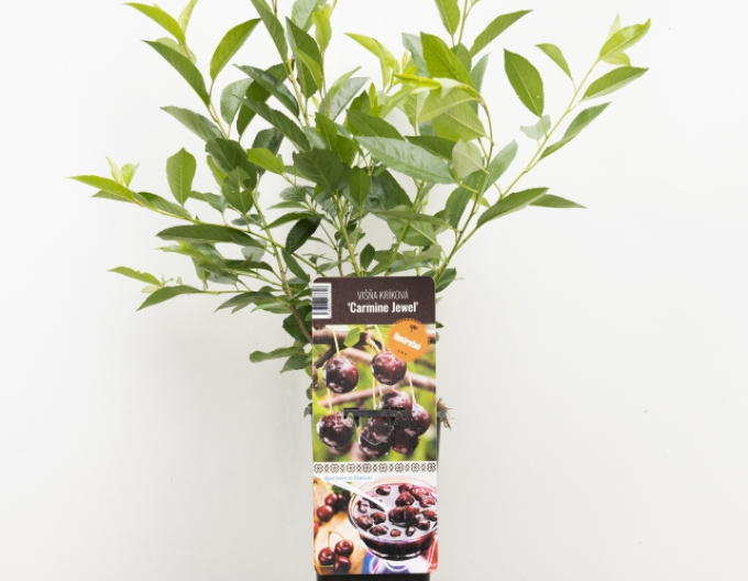 Višňový keř Carmine Jewell 5l