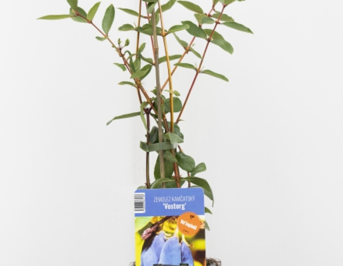 Zimolez kamčatský Vostorg