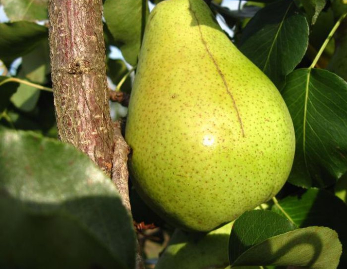 Hruška Parížanka zimní, podn. Dula, prostok.