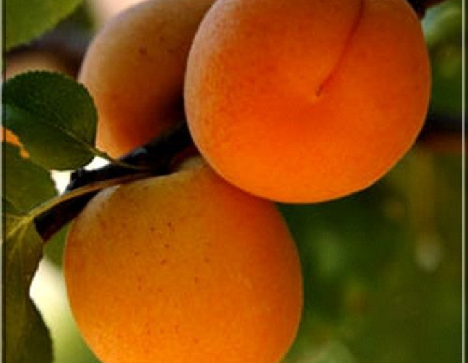 Meruňka ´Barbora´ poloraná, podn. Myrobalán, prostok.