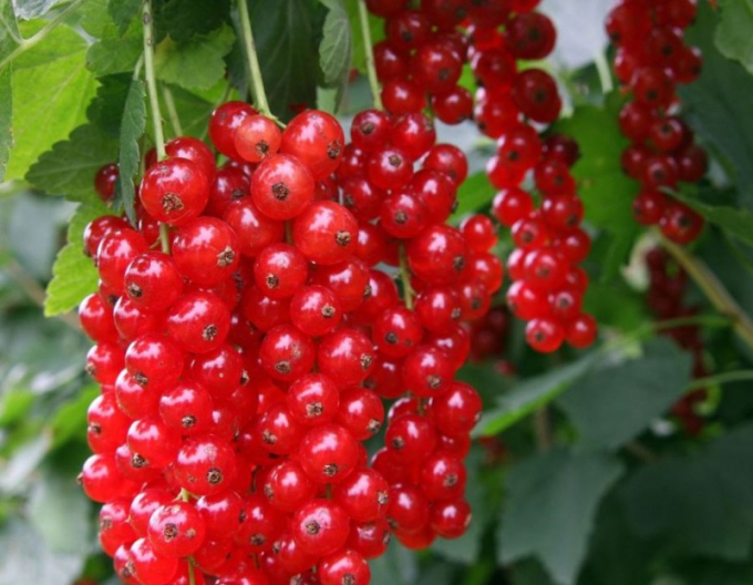 Červený rybíz ´Detvan´ KER