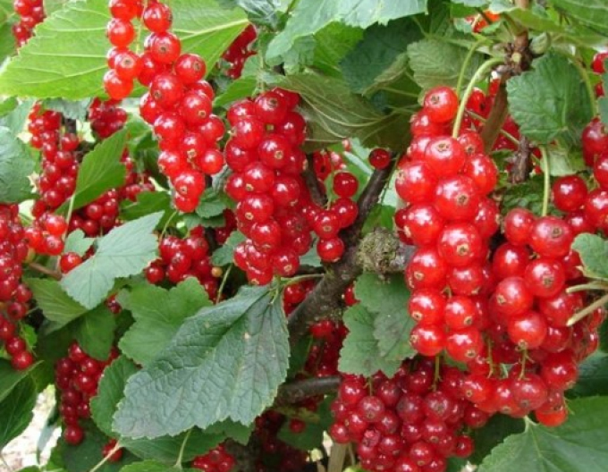 Červený rybíz Trent keř