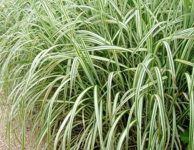 Ozdobnice čínska Cabaret