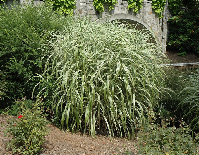 Ozdobnice čínska Cabaret