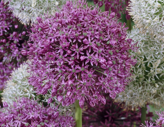 Okrasný česnek ´Mars´