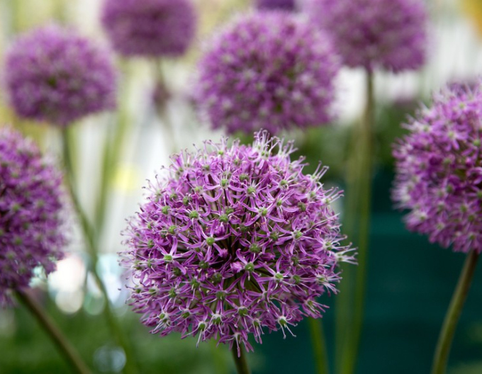 Okrasný česnek ´Mars´