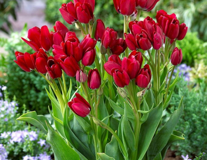 Tulipán multiflora Fiery Club