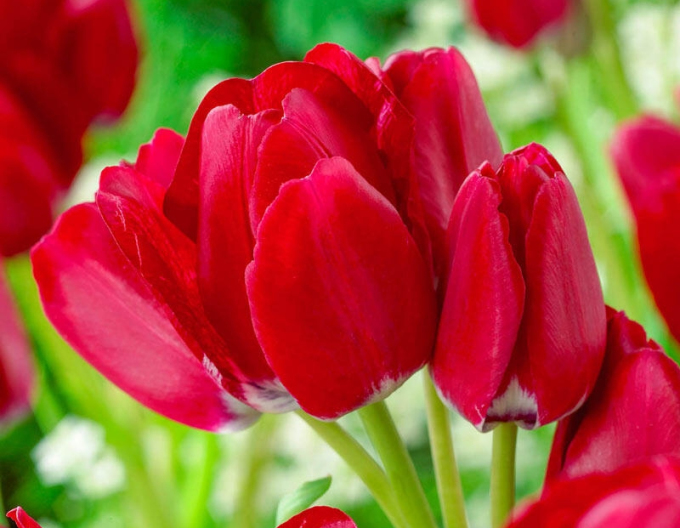 Tulipán multiflora Fiery Club