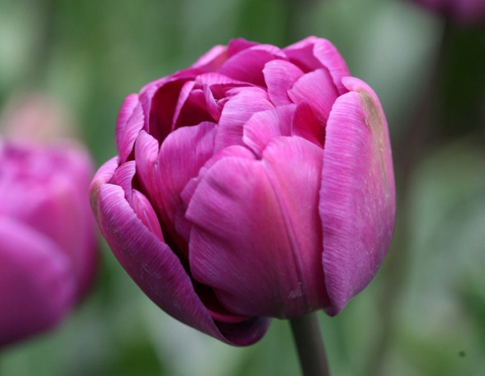 Tulipán plnokvětý  Blue Diamond