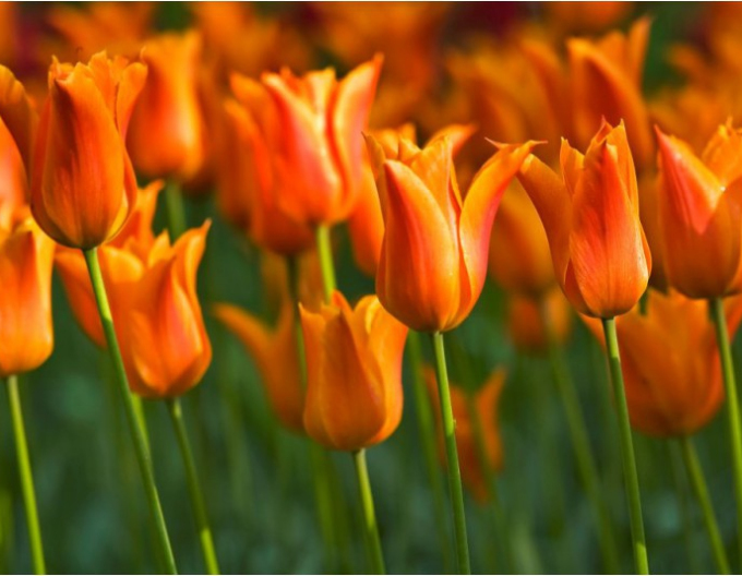 Tulipán liliokvět Ballerina