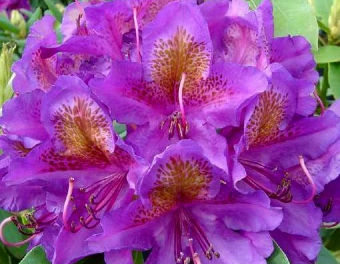 Pěnišník ´Marcel Menard´