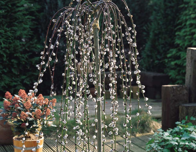 Vysoká převislá vrba ´Kilmarnock´ na kmínku 80cm