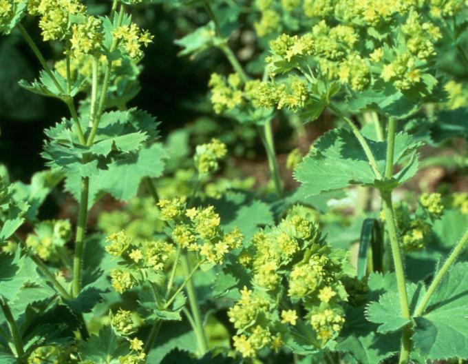 Alchemilla obyčejná