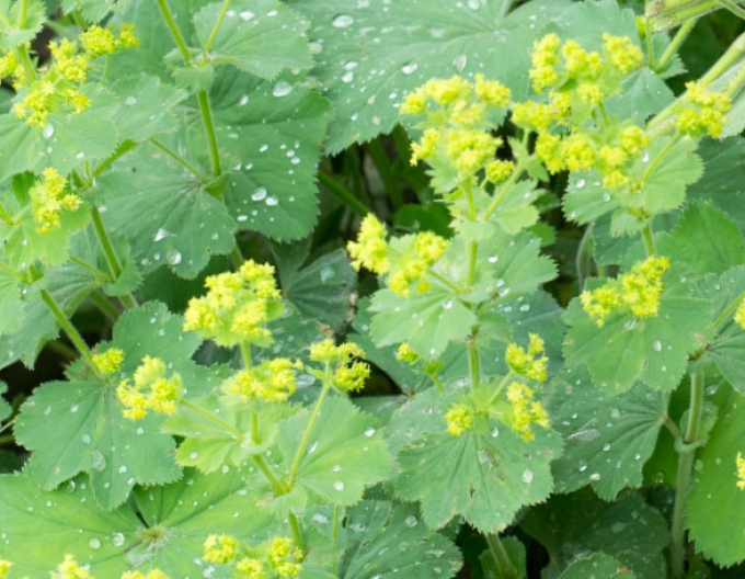 Alchemilla obyčejná