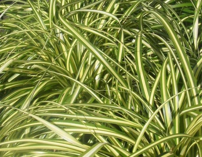 Ostřice  Aureovariegata