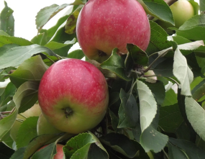 Jabloň Šampión zimní, podn. A2, prostok.