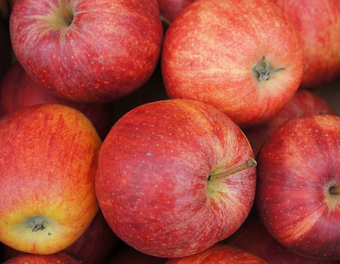 Jabloň Gala Mitchgla podzimní, podn. M9, prostok.