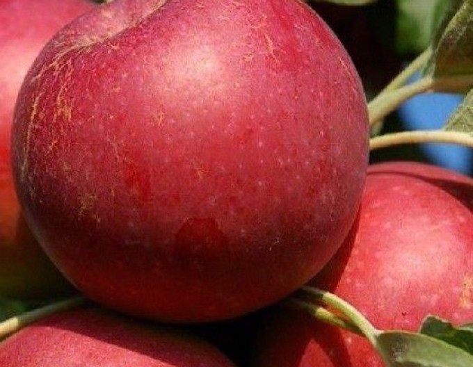 Jabloň Melrose zimní, podn. M9, prostok.