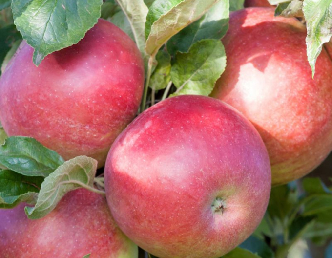 Sloupovitá jabloň ´Cumulus´ zimní, podn. MM106, prostok.
