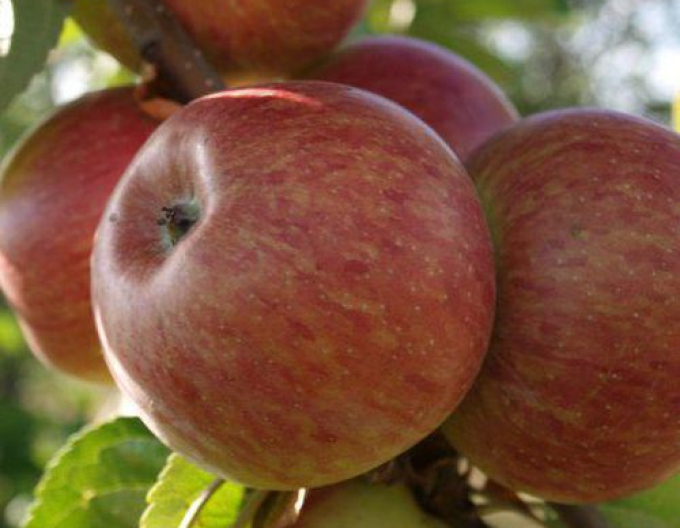 Sloupovitá jabloň ´Herald´ zimní, podn. MM106, prostok.