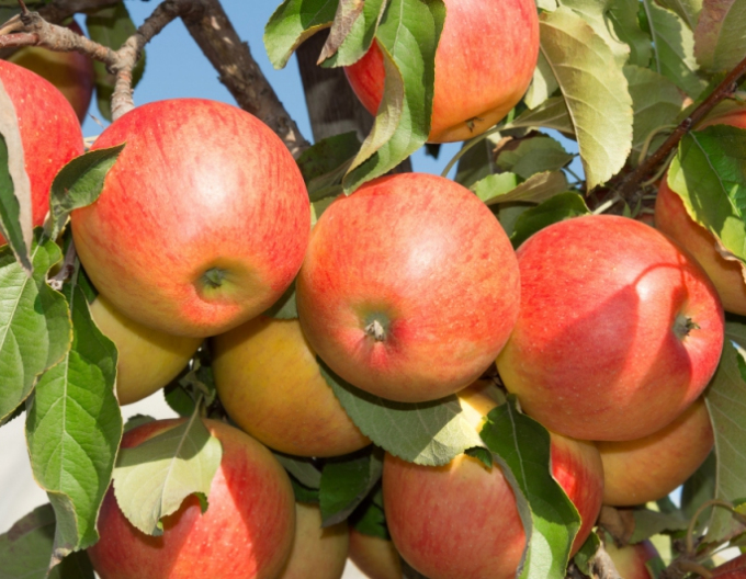 Sloupovitá jabloň ´Herald´ zimní, podn. MM106, prostok.