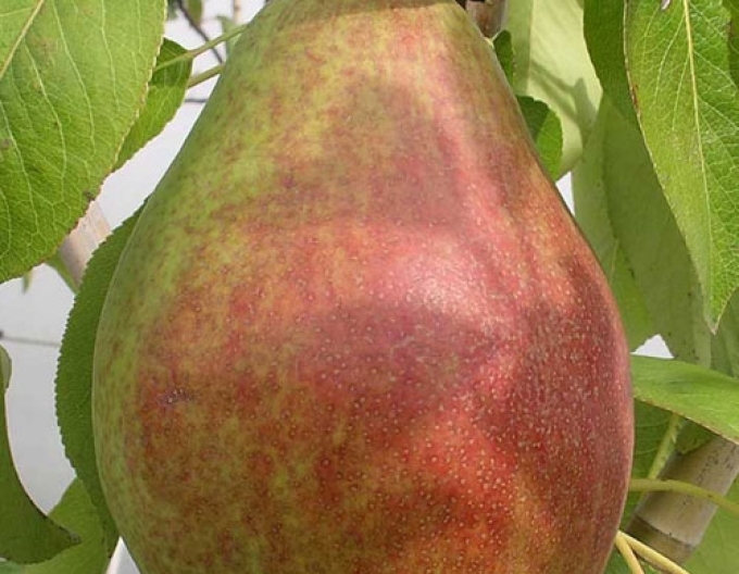 Letní hruška Clappova, podn. Dula, prostok.