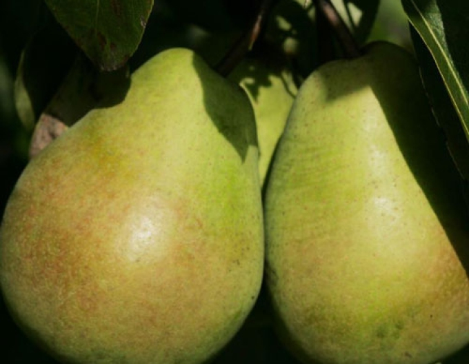 Hruška Lucasova zimní, podn.Dula, prostok.