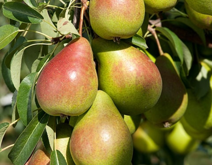 Zakrslá hruška Gute Luise podzimní, podn. Dula, prostok.