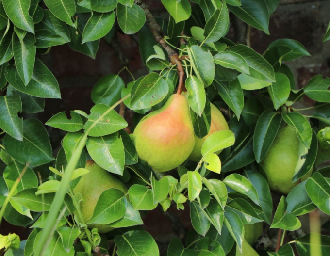 Zakrslá hruška Gute Luise podzimní, podn. Dula, prostok.