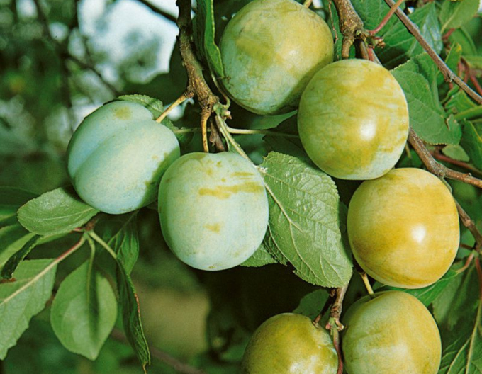Renglóta "Zelená" , podn. Myrobalán, prostok.