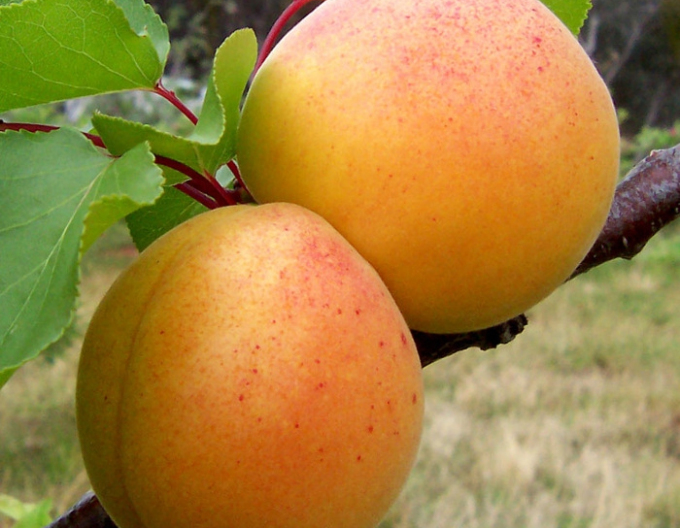 Meruňka "Maďarská" poloraná, podn. St. Julien, prostok.