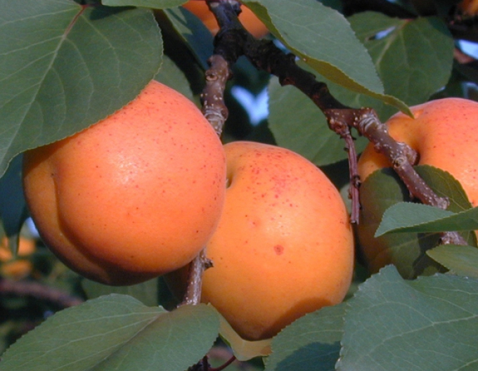 Meruňka ´Goldrich´ poloraná, podn. Myrobalán, prostok.