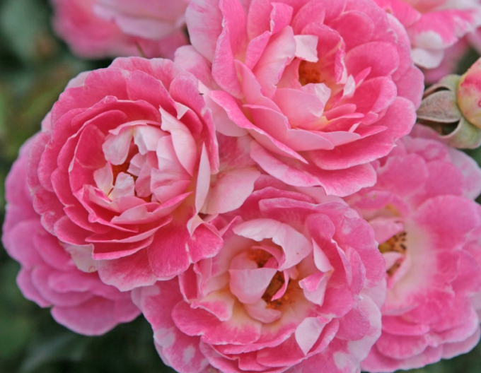 Růže ´Flirt 2011´