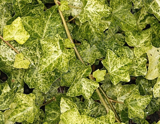 Ivy Professor Seneta