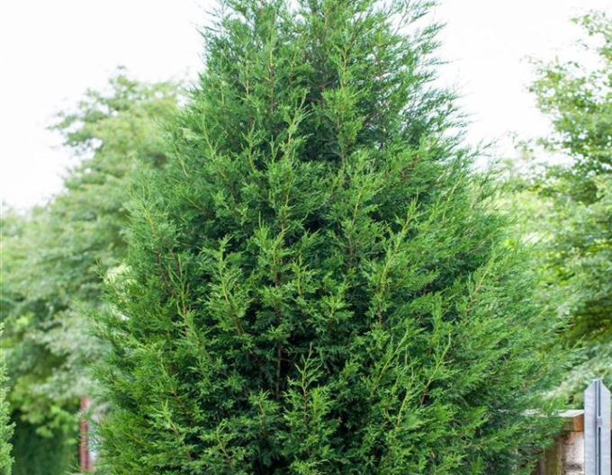 Cypřišek leylandský ´2001´