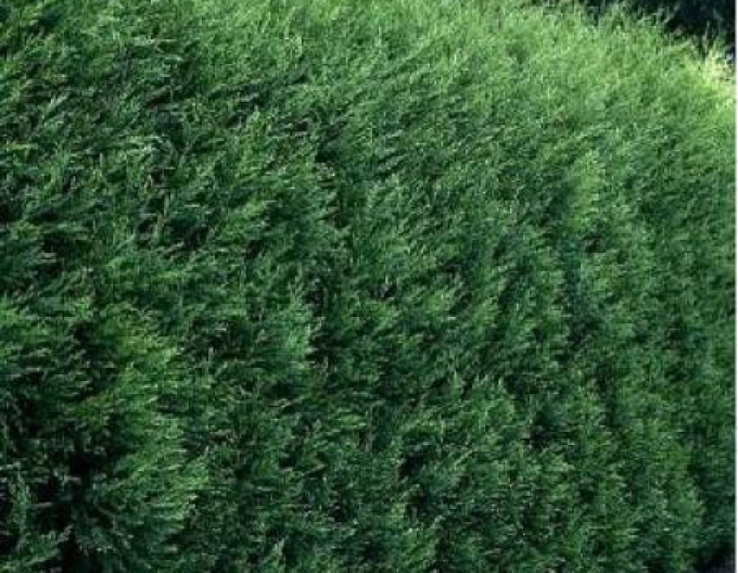 Cypřišek leylandský ´2001´