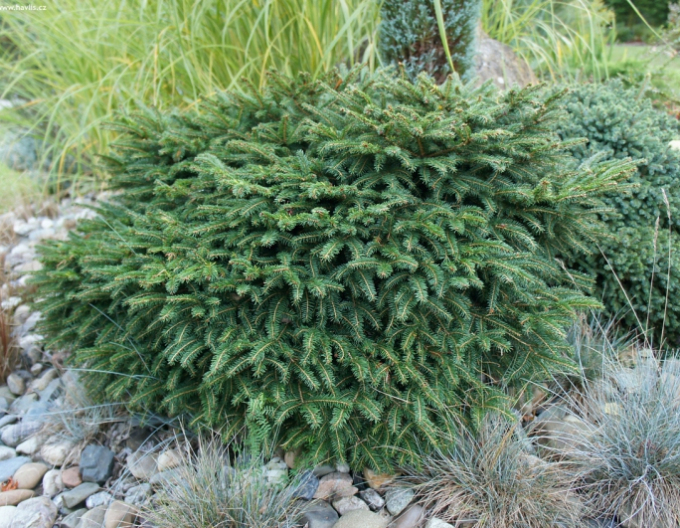 Balkánský smrk ´Karel´