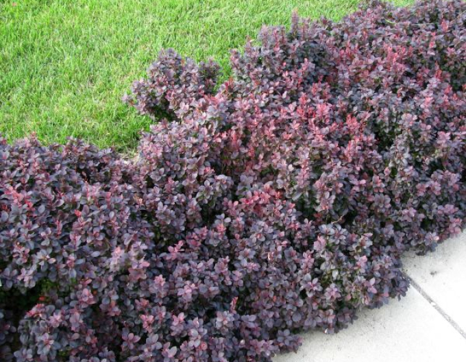 Dřišťál Thunbergův Concorde