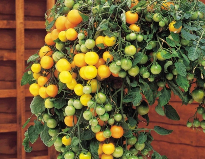 Semo Rajče keřičkové Tumbling Tom YELLOW