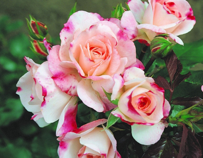 Růže Rosenstadt Freising