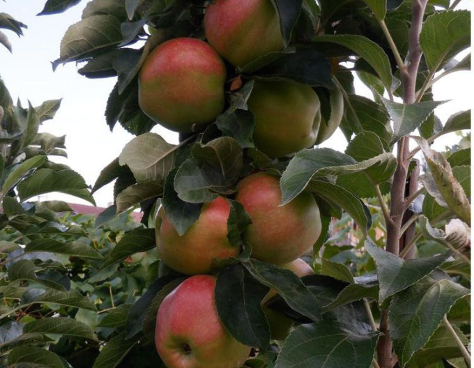 Jabloň Slendera zimní, podn. MM106, kont. 2l